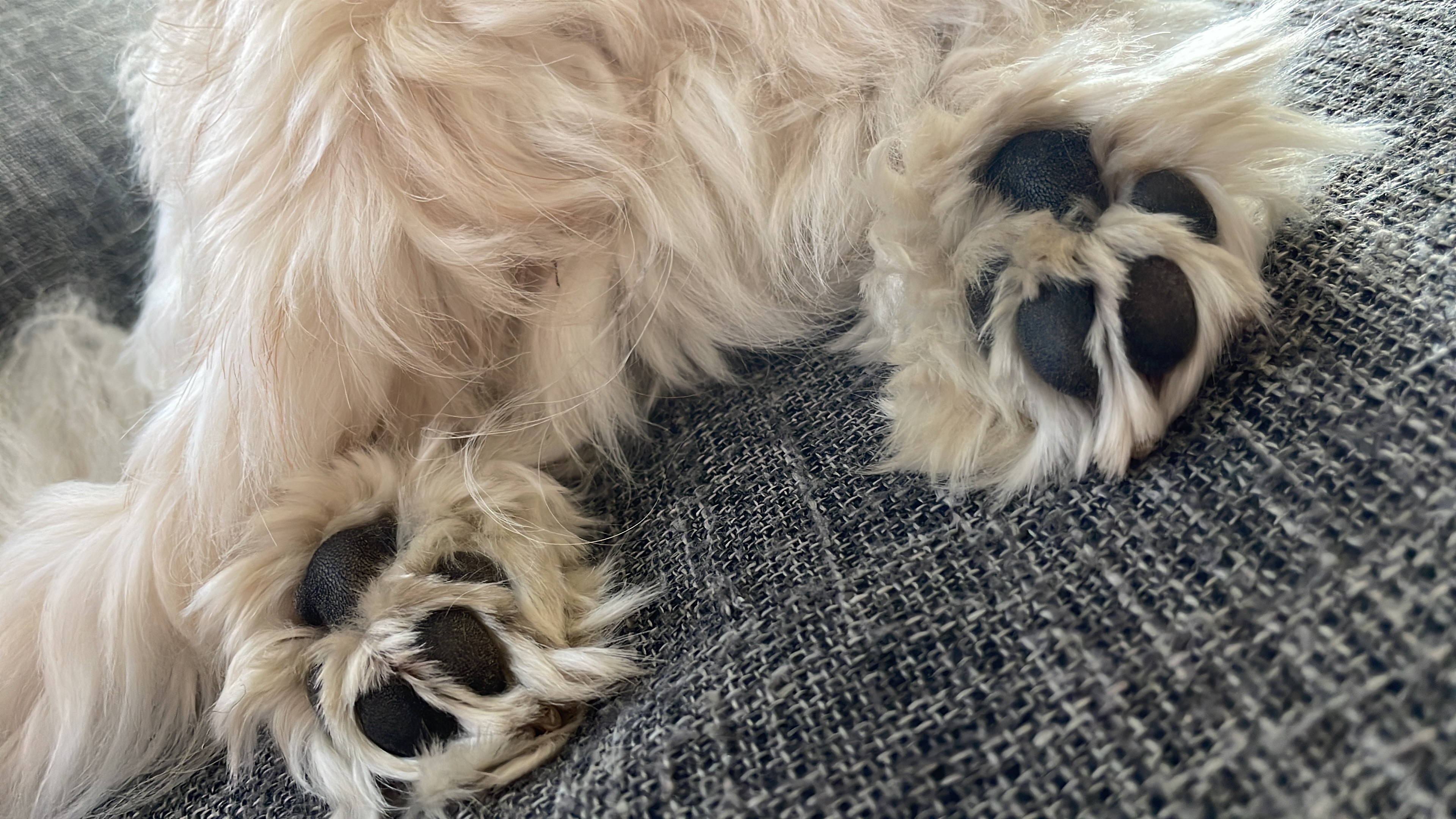 Hundemassage – mehr als Verwöhnen
