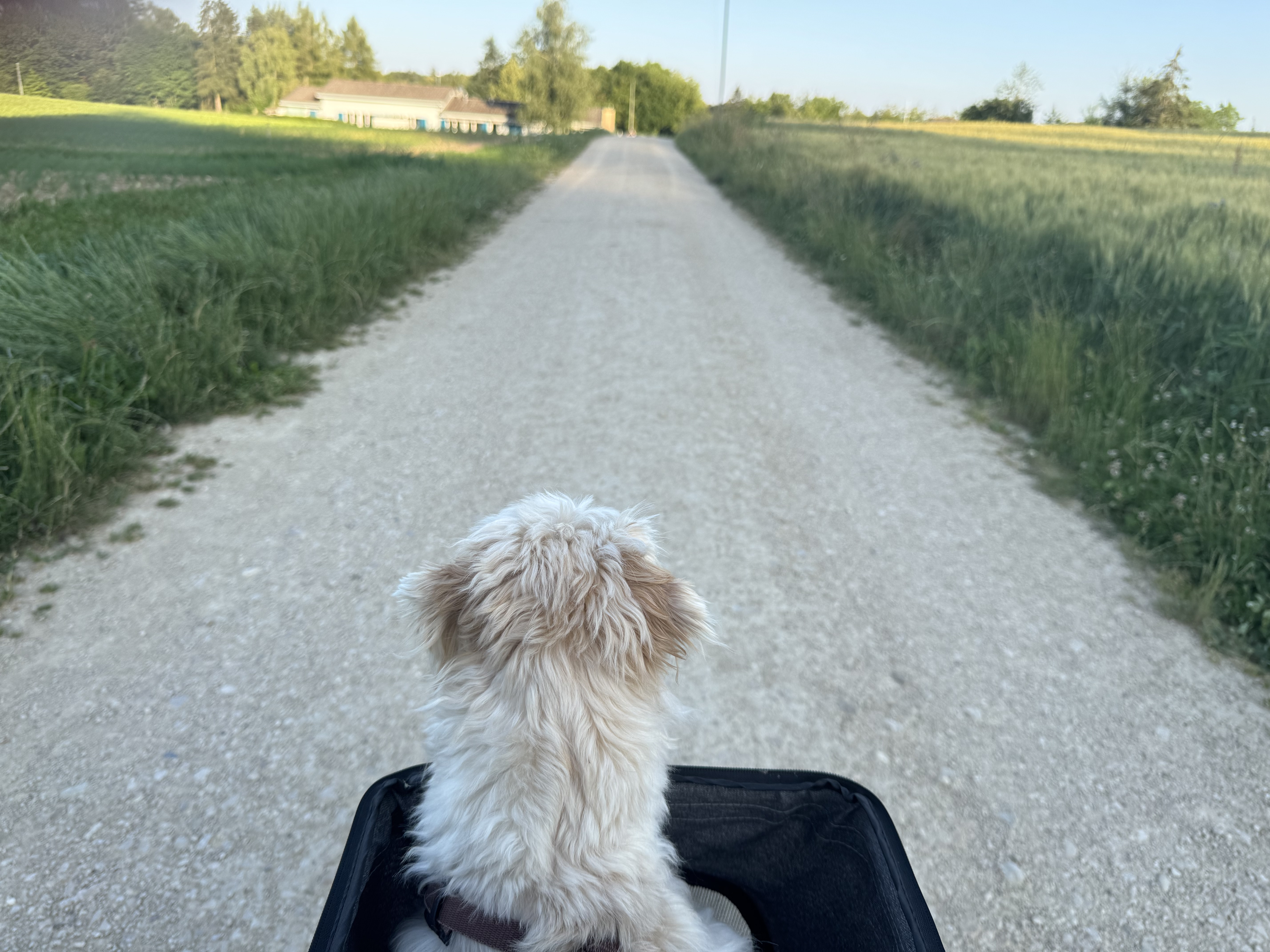 Was ist Hundeosteopathie – und wann hilft sie deinem Hund?
